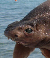 This is an angular rough shark